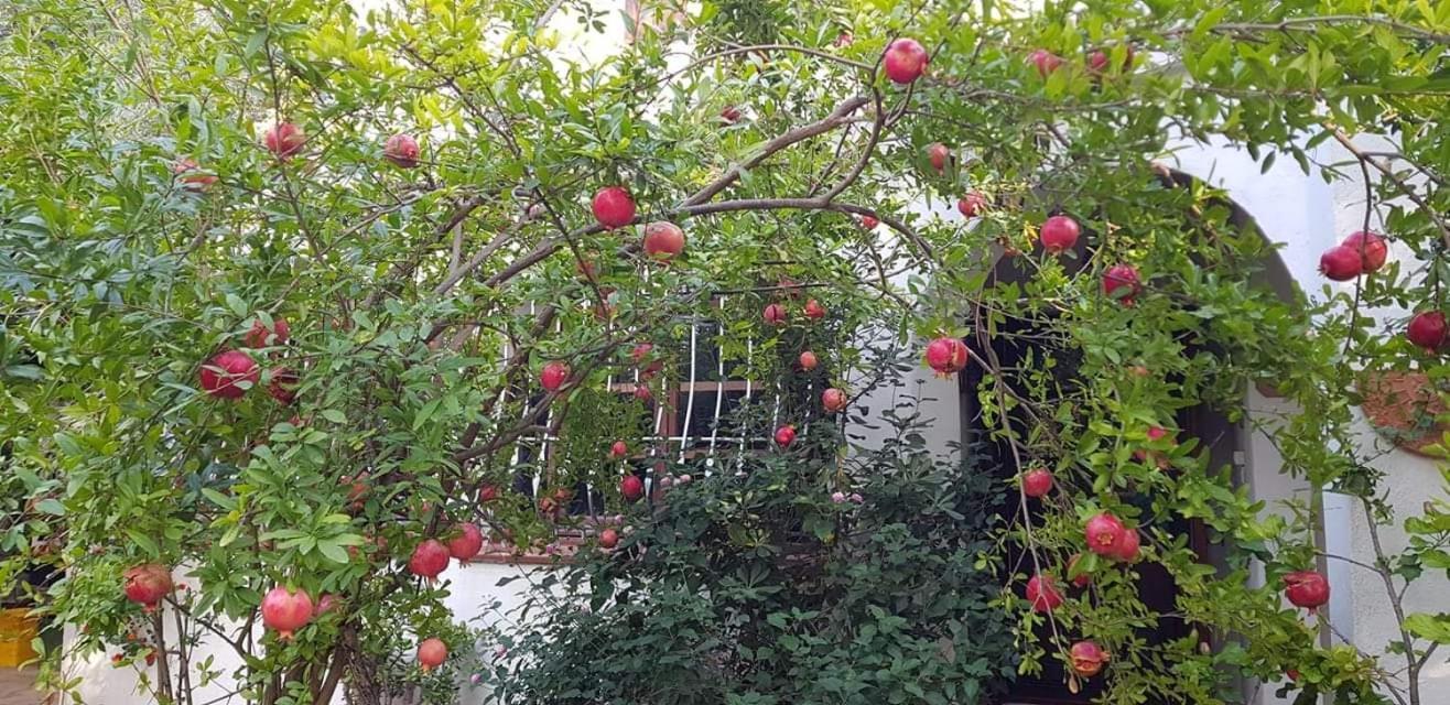콰르투 산텔레나 Il Giardino Di Frafa 아파트 외부 사진